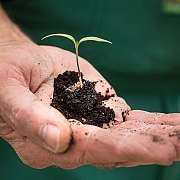 Hand hält Erde mit kleinem grünen Pflanzensetzling