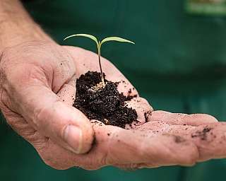 Hand hält kleinen grünen Pflanzensetzling mit Erde