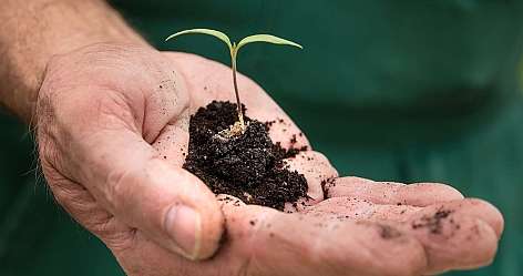 Hand hält Erde mit kleinem grünen Pflanzensetzling