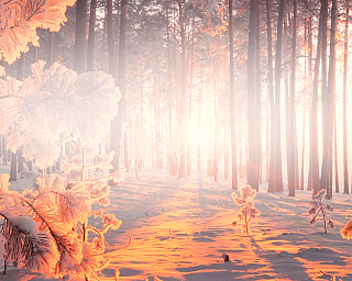 Verschneiter Wald mit Sonnenlicht, das Bäume und Boden in warmes Licht taucht